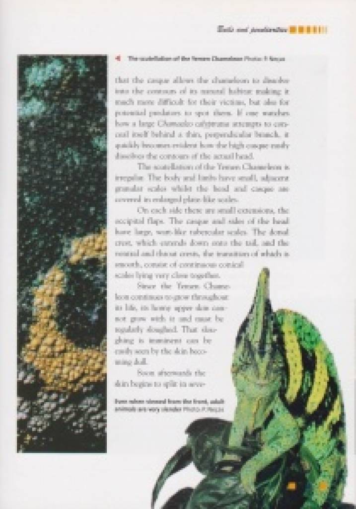Chamaeleo calyptratus: The Yemen Chameleon